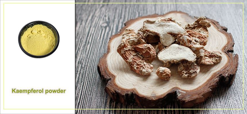 Kaempferol powder raw material display Kaempferol powder raw material display